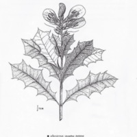 ป่าชายเลนอ่าวคุ้งกระเบน (76)_resize_resize_resize.jpg