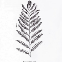 ป่าชายเลนอ่าวคุ้งกระเบน (78)_resize_resize_resize.jpg