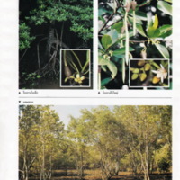 ป่าชายเลนอ่าวคุ้งกระเบน (28)_resize_resize_resize.jpg