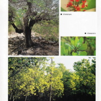 ป่าชายเลนอ่าวคุ้งกระเบน (49)_resize_resize_resize.jpg