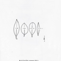 ป่าชายเลนอ่าวคุ้งกระเบน (68)_resize_resize_resize.jpg