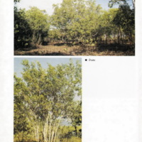 ป่าชายเลนอ่าวคุ้งกระเบน (67)_resize_resize_resize.jpg