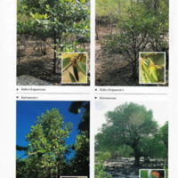 ป่าชายเลนอ่าวคุ้งกระเบน (32)_resize_resize_resize.jpg