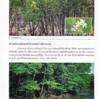 ป่าชายเลนอ่าวคุ้งกระเบน (38)_resize_resize_resize.jpg