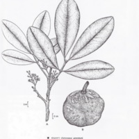 ป่าชายเลนอ่าวคุ้งกระเบน (64)_resize_resize_resize.jpg