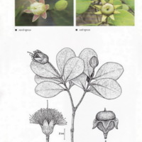 ป่าชายเลนอ่าวคุ้งกระเบน (55)_resize_resize_resize.jpg