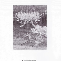 ป่าชายเลนอ่าวคุ้งกระเบน (82)_resize_resize_resize.jpg