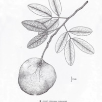 ป่าชายเลนอ่าวคุ้งกระเบน (63)_resize_resize_resize.jpg