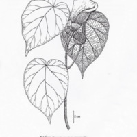 ป่าชายเลนอ่าวคุ้งกระเบน (72)_resize_resize_resize.jpg