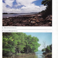 ป่าชายเลนอ่าวคุ้งกระเบน (23)_resize_resize_resize.jpg