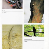 ป่าชายเลนอ่าวคุ้งกระเบน (27)_resize_resize_resize.jpg