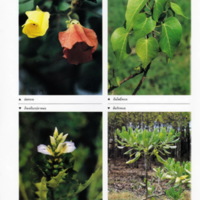 ป่าชายเลนอ่าวคุ้งกระเบน (36)_resize_resize_resize.jpg