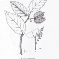 ป่าชายเลนอ่าวคุ้งกระเบน (70)_resize_resize_resize.jpg