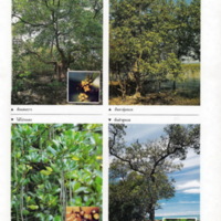 ป่าชายเลนอ่าวคุ้งกระเบน (31)_resize_resize_resize.jpg