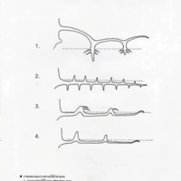 ป่าชายเลนอ่าวคุ้งกระเบน (18)_resize_resize_resize.jpg
