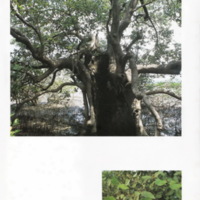 ป่าชายเลนอ่าวคุ้งกระเบน (66)_resize_resize_resize.jpg