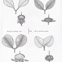 ป่าชายเลนอ่าวคุ้งกระเบน (56)_resize_resize_resize.jpg