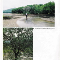 ป่าชายเลนอ่าวคุ้งกระเบน (54)_resize_resize_resize.jpg