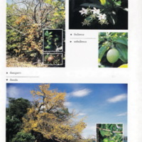 ป่าชายเลนอ่าวคุ้งกระเบน (35)_resize_resize_resize.jpg