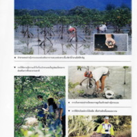 ป่าชายเลนอ่าวคุ้งกระเบน (40)_resize_resize_resize.jpg