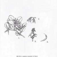 ป่าชายเลนอ่าวคุ้งกระเบน (74)_resize_resize_resize.jpg