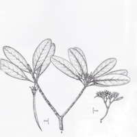 ป่าชายเลนอ่าวคุ้งกระเบน (52)_resize_resize_resize_resize.jpg