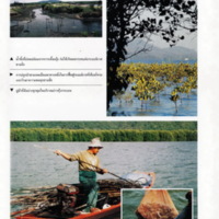 ป่าชายเลนอ่าวคุ้งกระเบน (13)_resize_resize_resize.jpg