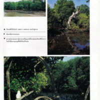 ป่าชายเลนอ่าวคุ้งกระเบน (19)_resize_resize_resize.jpg