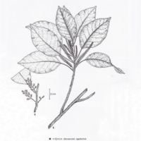 ป่าชายเลนอ่าวคุ้งกระเบน (58)_resize_resize_resize.jpg