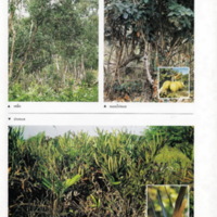 ป่าชายเลนอ่าวคุ้งกระเบน (39)_resize_resize_resize.jpg