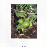 ป่าชายเลนอ่าวคุ้งกระเบน (61)_resize_resize_resize.jpg